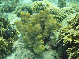 Điều này có ý nghĩa lớn trong việc hiểu về nguồn gốc và sự tiến hóa của các cấu trúc và chức năng trong cơ thể động vật.