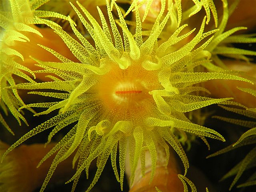 Bằng cách nghiên cứu các mối liên kết gien trên nhiễm sắc thể của bọt biển, các nhà khoa học đã khám phá ra sự chia sẻ gen giữa chúng ta và những sinh vật này.