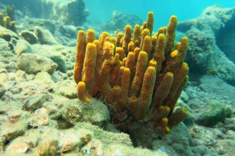 Các gen này có thể điều chỉnh quá trình phát triển, chức năng và cấu trúc của các cơ quan và hệ thống trong cơ thể động vật.