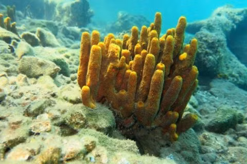 Các gen này có thể điều chỉnh quá trình phát triển, chức năng và cấu trúc của các cơ quan và hệ thống trong cơ thể động vật.