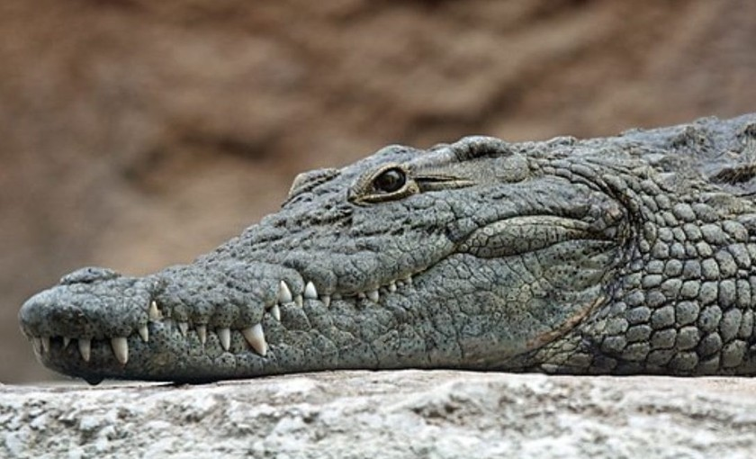 Con cá sấu được chuyển đến vườn thú khi nó mới 2 tuổi và trong 16 năm qua, nó không tiếp xúc với bất kỳ con đực nào.