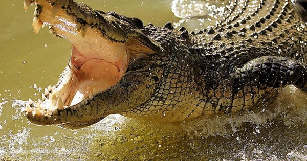 Trong quá trình này, trứng phát triển thành phôi mà không cần thụ tinh.