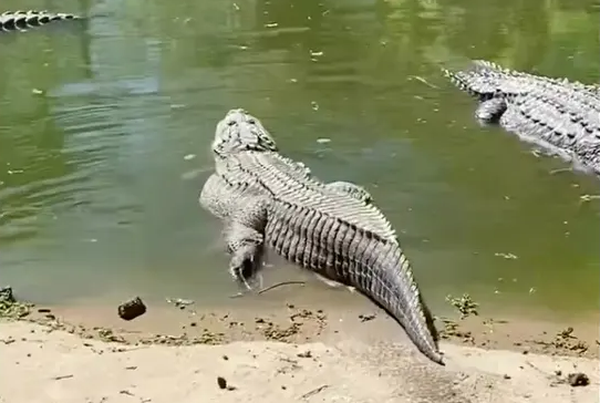 Sinh sản đồng trinh hay "trinh sản" đã được ghi nhận ở nhiều loài chim, cá, thằn lằn, rắn nhưng chưa từng được ghi nhận ở cá sấu trước đây.