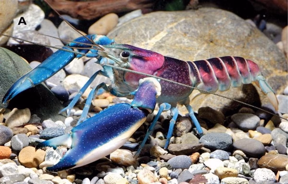 9. Loài tôm sở hữu màu sắc sặc sỡ này được tìm thấy tại Indonesia.