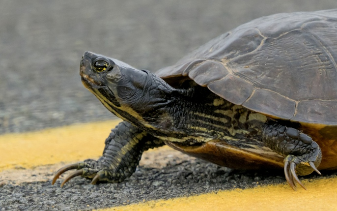 Trong quá trình khai quật ngôi mộ, các chuyên gia phát hiện nơi này từng bị mộ tặc xâm phạm. Chúng đã lấy đi một số cổ vậy quý giá.