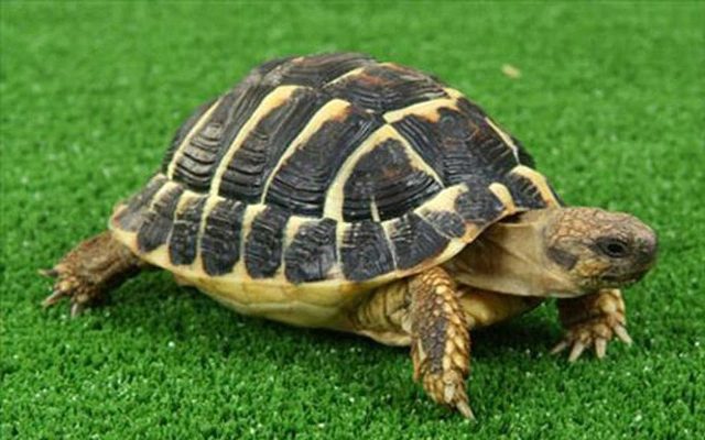 Từ đây, một số người tò mò liệu có phải con rùa trong mộ cổ được chôn cùng người chết từ hơn 2.000 năm trước. Trước câu hỏi này, giới chuyên gia cho rằng khả năng đó cực kỳ thấp