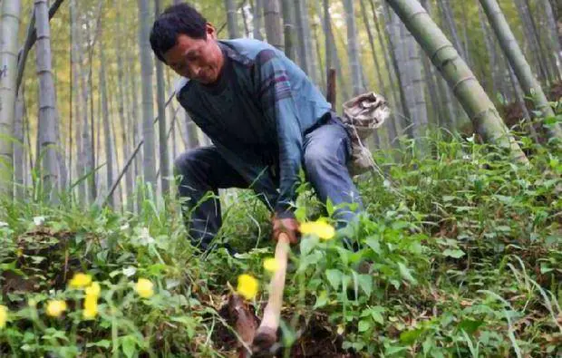 Ông lão đem hai hòn đá về nhà rửa sạch và nhận ra rằng chúng có vẻ khác thường.