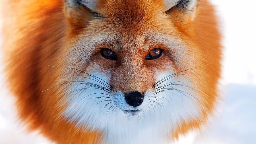 Sau khi theo dõi, ông phát hiện ra rằng những con cáo là thủ phạm. Ông Trần quyết định đuổi theo cáo và chúng đã chạy vào một hang đá trên vách núi.