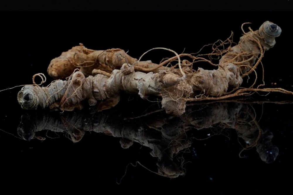 Mới đây, phó Thủ tướng Trần Lưu Quang ký Quyết định 611/QĐ-TTg phê duyệt Chương trình phát triển Sâm Việt Nam đến năm 2030, định hướng đến năm 2045.