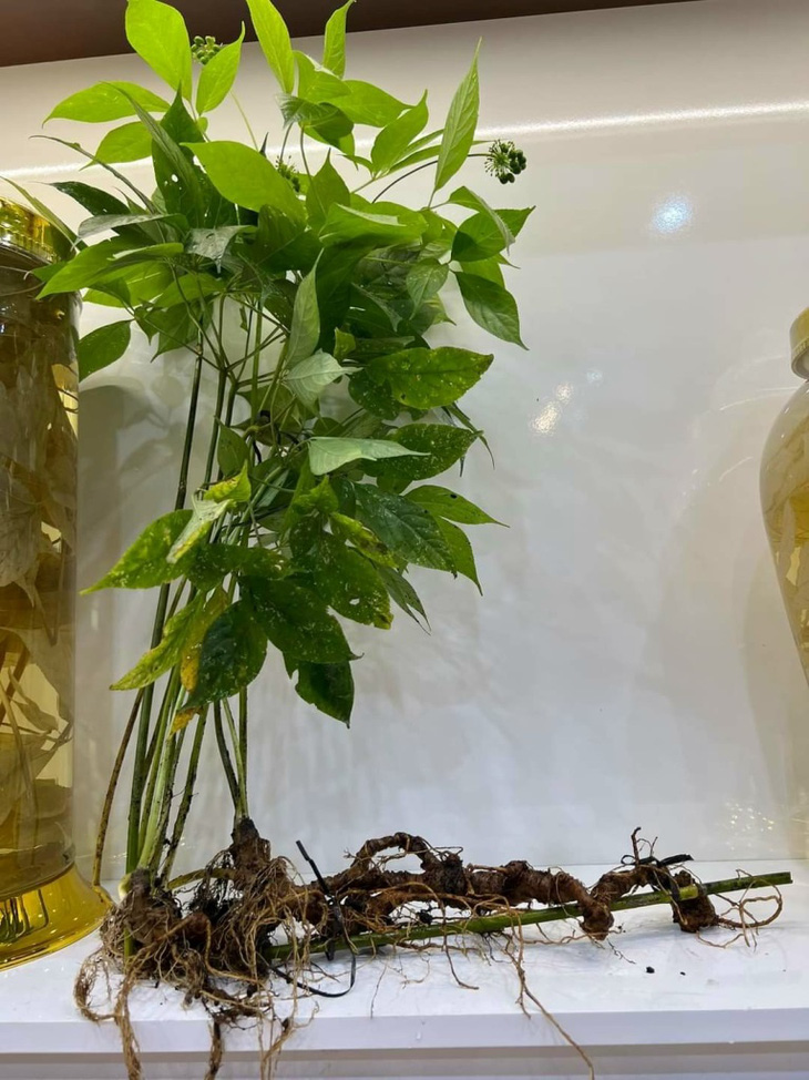 Theo đó, loài Sâm Việt Nam được bảo tồn, gây trồng, phát triển, chế biến, thương mại ở quy mô hàng hóa trong khuôn khổ của chương trình là Sâm Ngọc Linh.