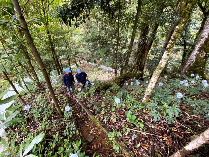 Sâm Ngọc Linh (Panax vietnamensis Ha et Grushv) là một loài cây quý hiếm độc đáo tại Việt Nam. Được biết đến với giá trị y học cao, Sâm Ngọc Linh đã trở thành một trong những kho báu quý giá của y học và tài nguyên Việt Nam.