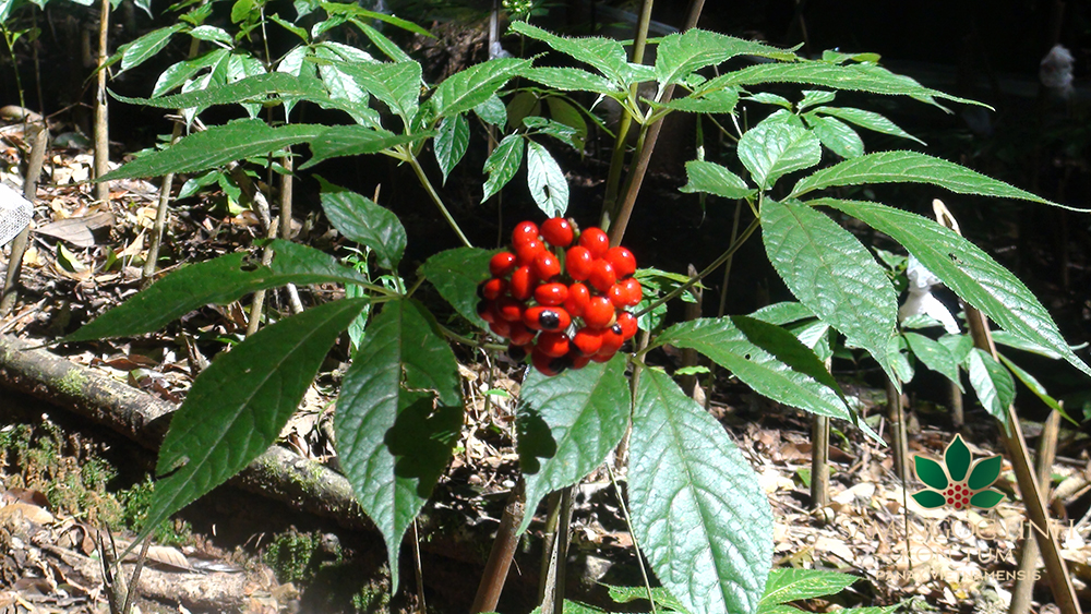 Nó được tìm thấy chủ yếu ở các vùng núi cao và khu vực đá vôi của Trung Trung Bộ và Tây Nguyên Việt Nam.