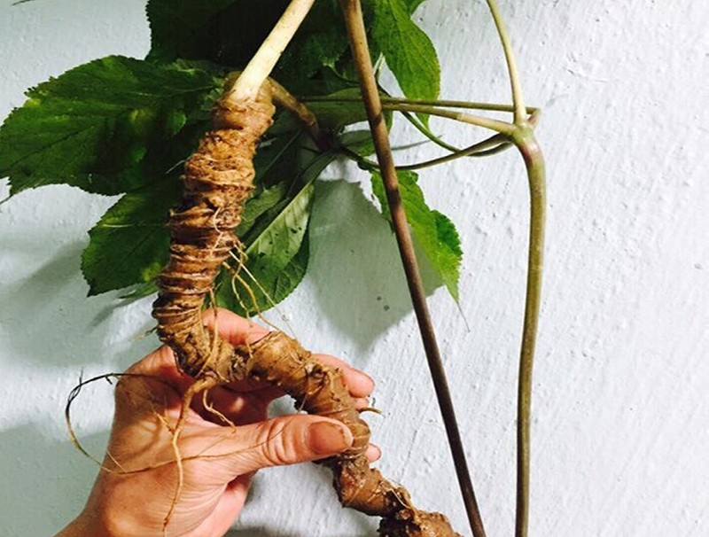 Với những tính chất đặc biệt và giá trị y học, Sâm Ngọc Linh đã được sử dụng trong y học cổ truyền và làm nguồn cung cấp nguyên liệu cho các ngành công nghiệp dược phẩm và mỹ phẩm.