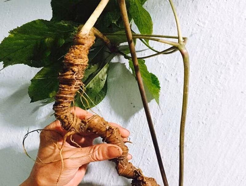 Với những tính chất đặc biệt và giá trị y học, Sâm Ngọc Linh đã được sử dụng trong y học cổ truyền và làm nguồn cung cấp nguyên liệu cho các ngành công nghiệp dược phẩm và mỹ phẩm.