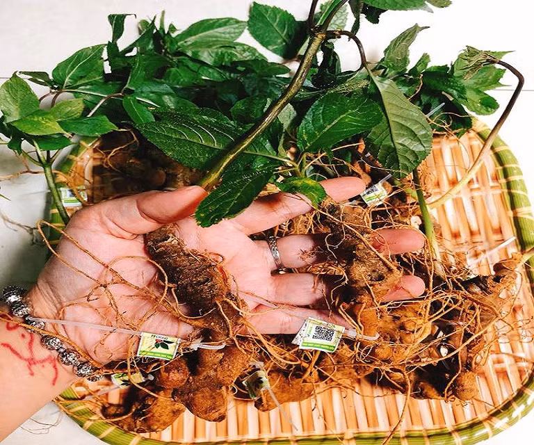 Nhờ vào giá trị kinh tế và hiệu quả y tế của nó, Sâm Ngọc Linh đã trở thành một nguồn thu nhập quan trọng đối với cộng đồng nông dân và người dân địa phương.