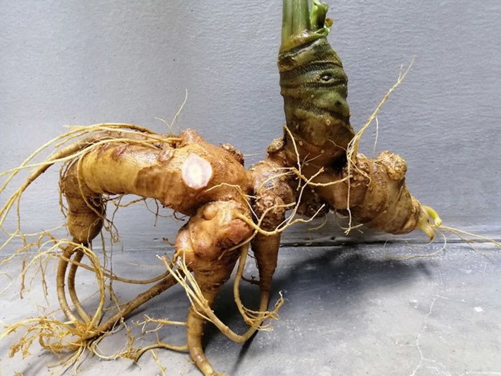 Mục tiêu cụ thể giai đoạn đến năm 2030, bảo tồn nguồn gen Sâm Việt Nam ngoài tự nhiên gắn với bảo vệ, phát triển rừng, bảo tồn đa dạng sinh học trong hệ sinh thái rừng.