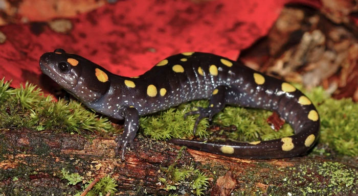 Mối quan hệ giữa kỳ nhông đốm vàng và tảo là rất độc đáo và phức tạp, cho thấy sự liên kết của sự sống trên hành tinh.