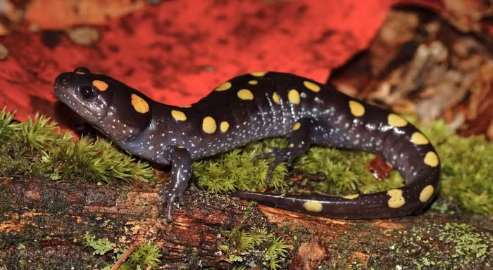 Mối quan hệ giữa kỳ nhông đốm vàng và tảo là rất độc đáo và phức tạp, cho thấy sự liên kết của sự sống trên hành tinh.