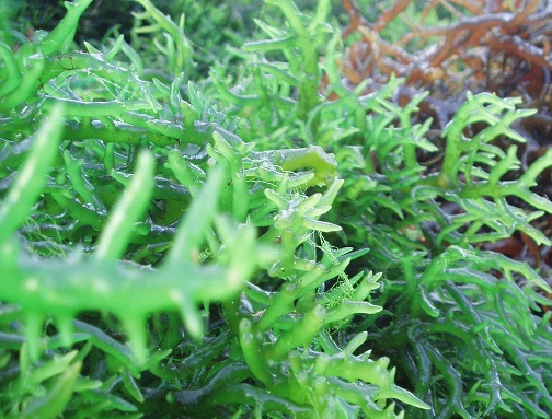 Kỳ nhông đốm vàng là loài duy nhất có xương sống được biết đến có khả năng quang hợp. Các phát hiện này mở ra nhiều khả năng mới về sự kết nối và sự đa dạng của sự sống trên Trái Đất.