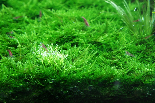 Điều này khiến loài kỳ nhông đốm vàng trở thành động vật có xương sống duy nhất được biết đến có khả năng quang hợp.