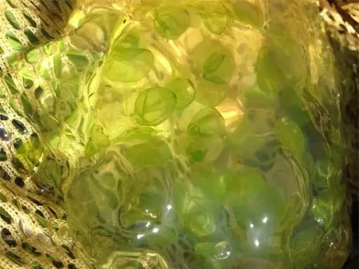 Trước đây, đã biết rằng trứng của loài kỳ nhông đốm vàng có mối quan hệ cộng sinh với tảo.