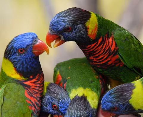 Vẹt có cơ quan gọi là syrinx, nằm ở đáy khí quản của chúng, giúp tạo ra âm thanh.