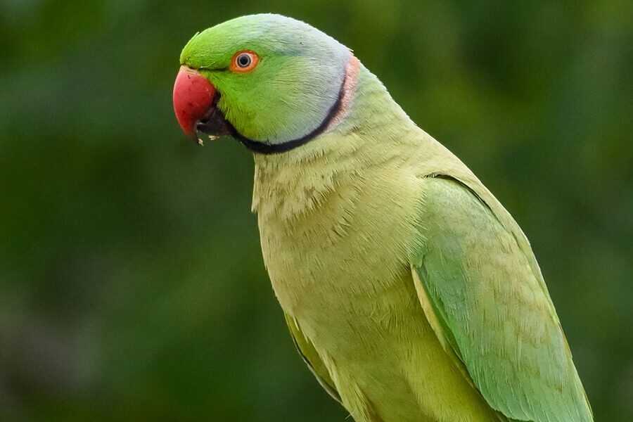 Thay vào đó, những con vẹt được nuôi làm thú cưng thường bắt chước giọng nói con người để tạo mối liên kết xã hội với người chăm sóc chúng.