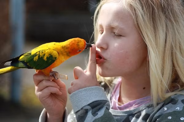 Một số nghiên cứu cho thấy chim biết hót và vẹt đều thuộc nhóm động vật bắt chước giọng nói, có khả năng tạo ra âm thanh của các loài khác.