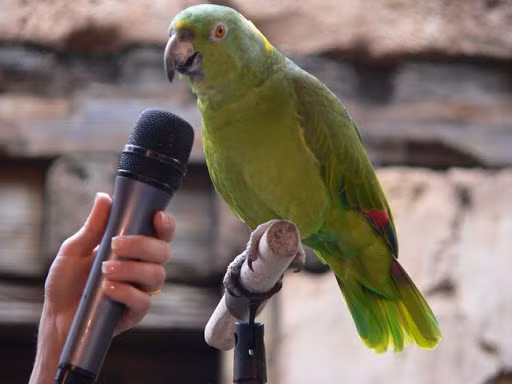 Nhưng vẹt không thuộc nhóm chim biết hót. Thay vào đó, chúng thuộc loài "suboscines", một nhóm chim không thể hiện khả năng bắt chước giọng nói ngoại trừ một số loài như vẹt và chim ruồi.