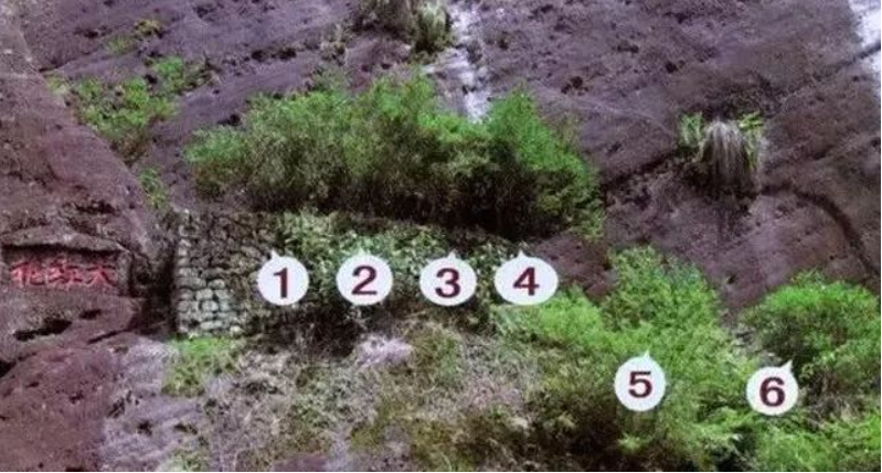 Thân cây trà Đại hồng bào có màu sắc đậm, lá dày và lớp trắng phủ bên trên. Điều đặc biệt của Đại hồng bào là những thân cây trà này đã được trồng trong vùng núi đá đỏ Wuyi, với đất chứa các khoáng chất phong phú và khí hậu ôn đới.