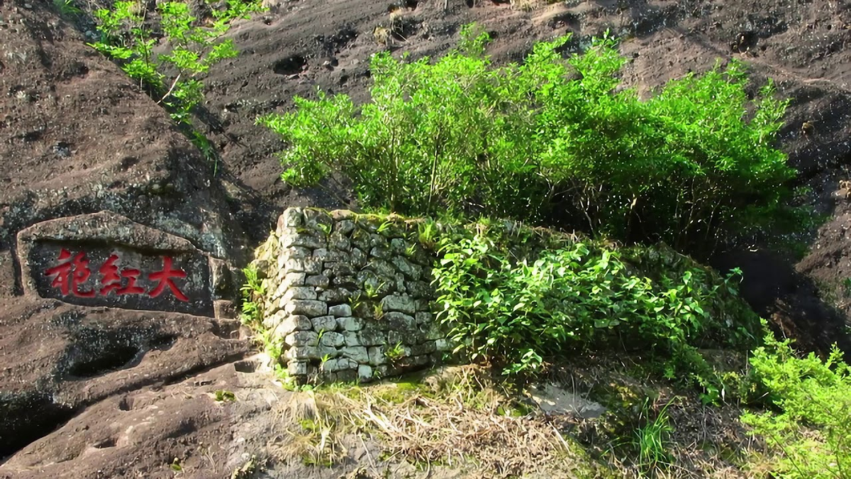 Vào năm 2002, trong một cuộc đấu giá đặc biệt ở Quảng Châu, 20 gram trà Đại Hồng Bào đã được bán với giá 180.000 NDT (gần 600 triệu đồng). So với giá vàng ở thời điểm đó thì 1 gram trà Đại Hồng Bào đổi được 90 gram vàng.