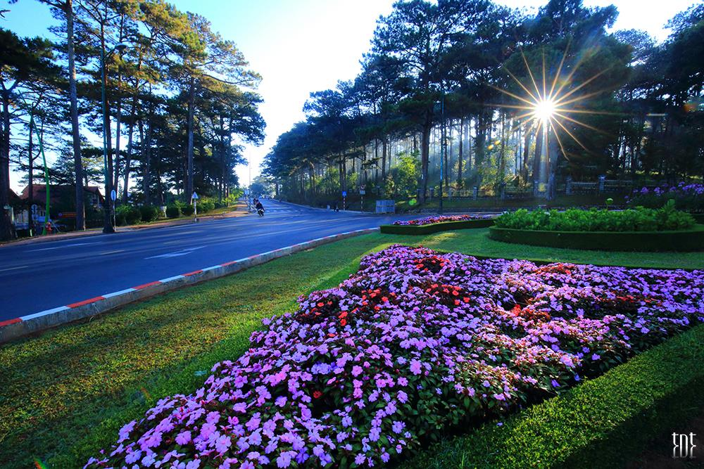 Với khí hậu mát mẻ quanh năm và thiên nhiên tươi đẹp, Đà Lạt là nơi lý tưởng để tránh xa sự ồn ào của thành phố và tận hưởng không gian yên bình.