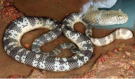 Đứng đầu danh sách các loài rắn độc nhất ở Việt Nam chính là loài rắn biển Peron.