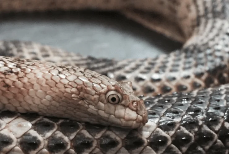 Với tên khoa học Hydrophis peronii, loài rắn này là một trong những loài rắn biển lớn nhất và nguy hiểm nhất trên hành tinh này. Chúng được biết đến với tên gọi khác là Rắn biển nọc đen. Sự xuất hiện của rắn biển Peron là một phần quan trọng trong hệ sinh thái vùng biển của Việt Nam.