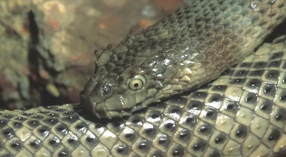 Rắn biển Peron (Hydrophis peronii) không chỉ là một trong những loài rắn độc nhất Việt Nam, mà cũng là một phần quan trọng của di sản thiên nhiên và đa dạng sinh học của nước ta. Việc tôn trọng và bảo vệ loài này đồng nghĩa với việc duy trì cân bằng môi trường biển và hệ sinh thái biển trong tương lai.