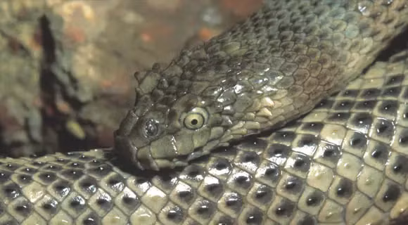 Rắn biển Peron (Hydrophis peronii) không chỉ là một trong những loài rắn độc nhất Việt Nam, mà cũng là một phần quan trọng của di sản thiên nhiên và đa dạng sinh học của nước ta. Việc tôn trọng và bảo vệ loài này đồng nghĩa với việc duy trì cân bằng môi trường biển và hệ sinh thái biển trong tương lai.