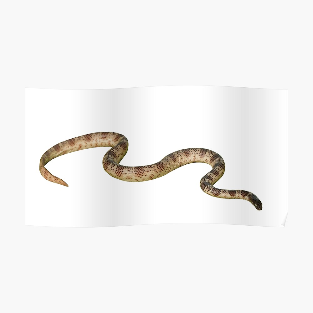 Rắn biển Peron phân bố chủ yếu ở các vùng biển của Việt Nam, bao gồm vịnh Bắc Bộ, Bình Thuận, Bà Rịa - Vũng Tàu và Cà Mau. Chúng đặc biệt ưa thích vùng biển có nhiều rặng san hô, với thức ăn chính là các loài cá nhỏ. Tại Việt Nam, mẫu vật về loài rắn này được lưu giữ tại Viện Hải dương học tại thành phố Nha Trang, tỉnh Khánh Hòa.