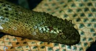 Tuy nhiên, môi trường sống của rắn biển Peron đang bị đe dọa bởi sự suy thoái của rạn san hô và ô nhiễm biển. Hoạt động khai thác hải sản không bền vững và du lịch không bền vững cũng gây áp lực lớn lên số lượng và phạm vi phân bố của rắn biển Peron.