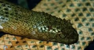 Tuy nhiên, môi trường sống của rắn biển Peron đang bị đe dọa bởi sự suy thoái của rạn san hô và ô nhiễm biển. Hoạt động khai thác hải sản không bền vững và du lịch không bền vững cũng gây áp lực lớn lên số lượng và phạm vi phân bố của rắn biển Peron.