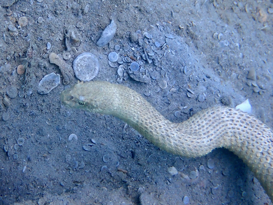 Nọc độc này có khả năng gây tử vong cho người nếu không nhận được cấp cứu kịp thời. Vì vậy, một cú đòn của rắn biển Peron có thể làm chết một con người trong vài giờ. Đây là lý do tại sao rắn biển Peron được coi là một trong những kẻ sát thủ nguy hiểm nhất trong vùng biển Việt Nam.