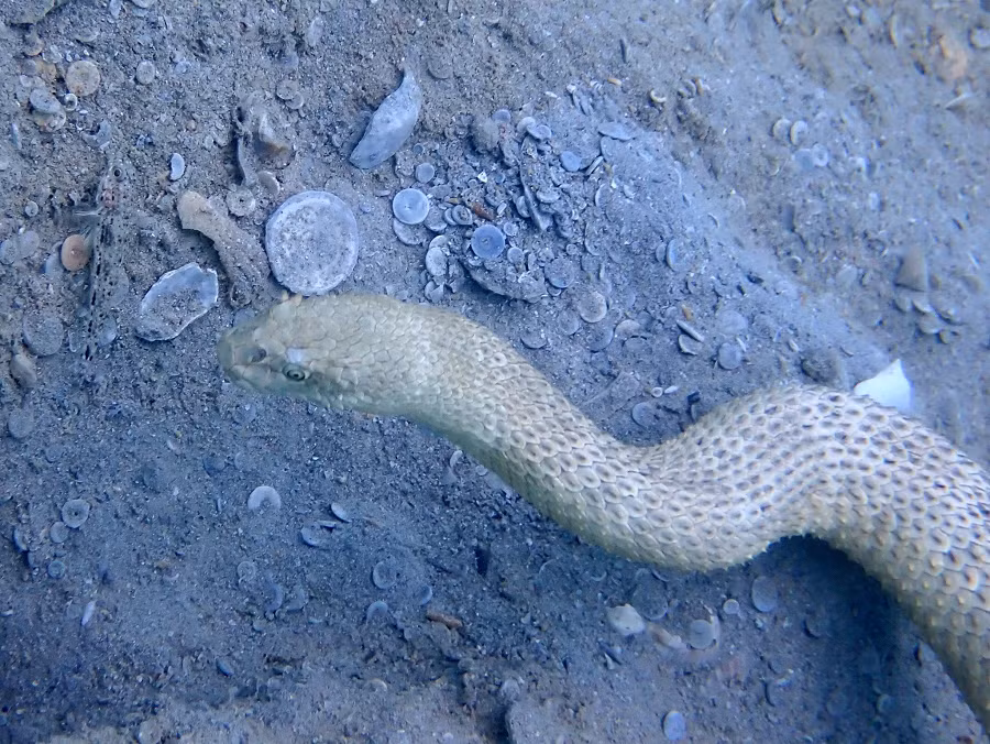 Nọc độc này có khả năng gây tử vong cho người nếu không nhận được cấp cứu kịp thời. Vì vậy, một cú đòn của rắn biển Peron có thể làm chết một con người trong vài giờ. Đây là lý do tại sao rắn biển Peron được coi là một trong những kẻ sát thủ nguy hiểm nhất trong vùng biển Việt Nam.