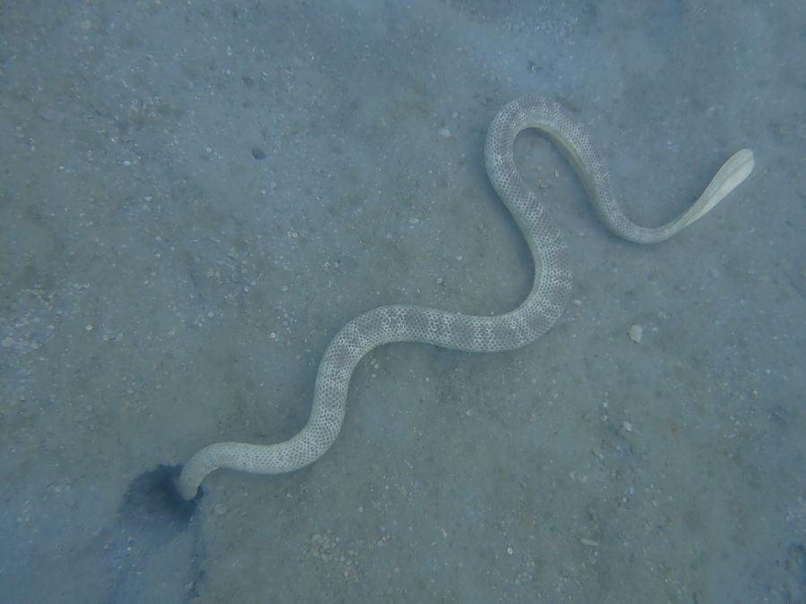 Mặc dù rắn biển Peron là một loài rắn độc và nguy hiểm, nhưng chúng đóng một vai trò quan trọng trong hệ sinh thái biển. Chúng giúp kiểm soát dân số các loài cá và các loài động vật khác, duy trì cân bằng sinh thái trong hệ thống đại dương. Ngoài ra, nghiên cứu về nọc độc của rắn biển Peron đã đóng góp vào việc phát triển các loại thuốc chống đông máu hiệu quả.