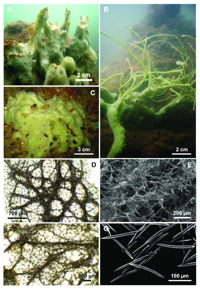Bọt biển Cladocroce pansinii có thể tồn tại ở nhiều vùng khí hậu và đại dương, từ vùng nhiệt đới đến vùng cực.