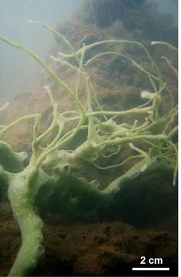 Các nhà khoa học đã thu thập tám con bọt biển cùng loại này và sau đó xác định chúng là một loài mới.