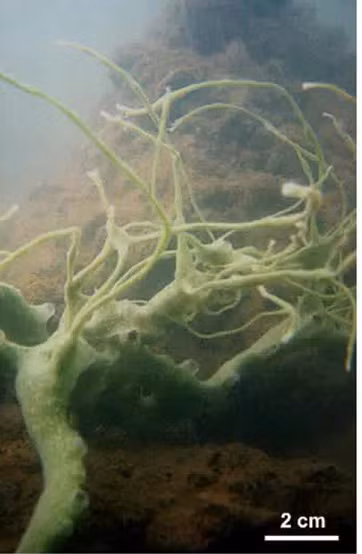 Các nhà khoa học đã thu thập tám con bọt biển cùng loại này và sau đó xác định chúng là một loài mới.