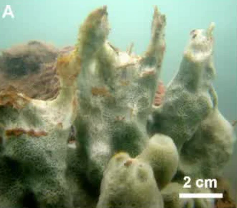 Trong một khu vực có ánh sáng hỗn hợp giữa ban ngày và ban đêm, họ đã phát hiện một con bọt biển lớn.