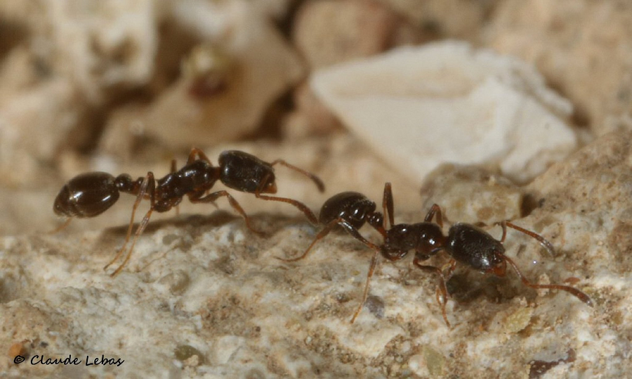 Đây là một ví dụ về cách một loài vật nhỏ bé như kiến có thể gây ra sự cố và ảnh hưởng đáng kể đến cuộc sống hàng ngày của con người.