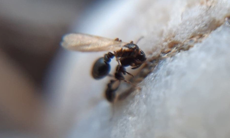 Với sự xâm nhập của những con kiến vào hệ thống mạng, người dân làng Altweinholzchen đã phải chịu thiệt hại về việc sử dụng Internet và dịch vụ điện thoại.