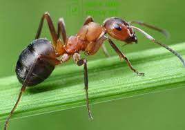 Georg von Wagner, phát ngôn viên của Telekom, cho biết rằng đàn kiến bò lên các linh kiện điện tử của hộp nối đầu cáp, gây ra đoản mạch.