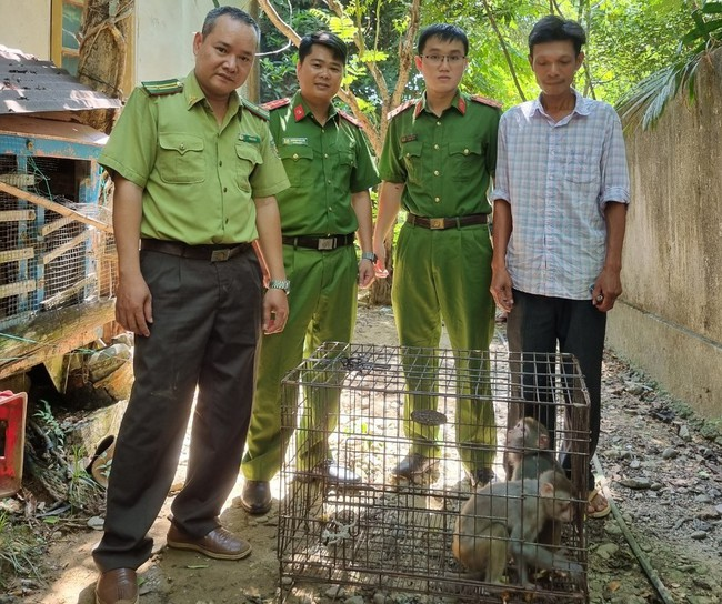 Hiện hai cá thể khỉ vàng quý hiếm đã được thả về môi trường tự nhiên tại Khu bảo tồn thiên nhiên Phong Điền.